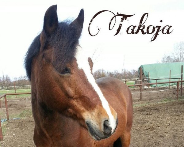 horse Takoja (German Riding Pony,  , from Tashunko)