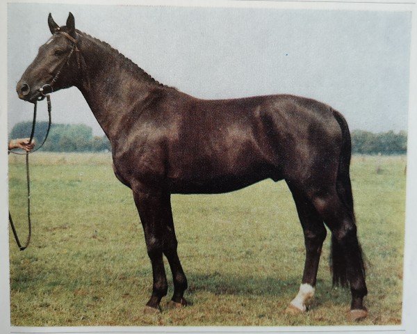 stallion Seewind (Brandenburg, 1983, from Sekurit)