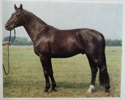 stallion Seewind (Brandenburg, 1983, from Sekurit 3391)