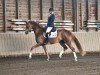 dressage horse Adriana S (Oldenburg, 2021, from Callaho's Benicio)