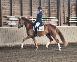 dressage horse Adriana S (Oldenburg, 2021, from Callaho's Benicio)