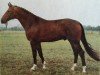 stallion Sekur (Brandenburg, 1983, from Sekurit)