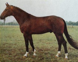 stallion Sekur (Brandenburg, 1983, from Sekurit 3391)