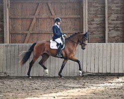 dressage horse Escolara S (Oldenburg, 2021, from Escolar)