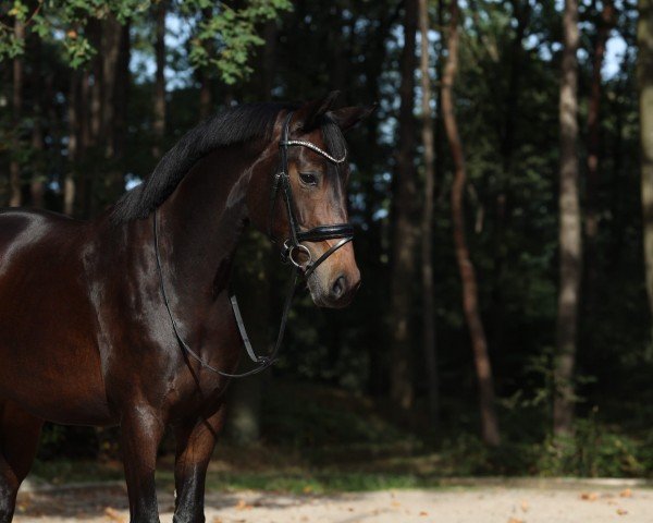 dressage horse Fendi (Oldenburg, 2020, from Feinrich)
