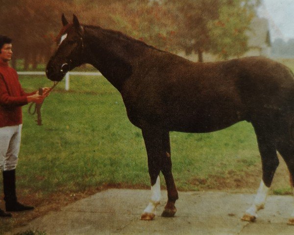 stallion Salust (Mecklenburg, 1981, from Santos)