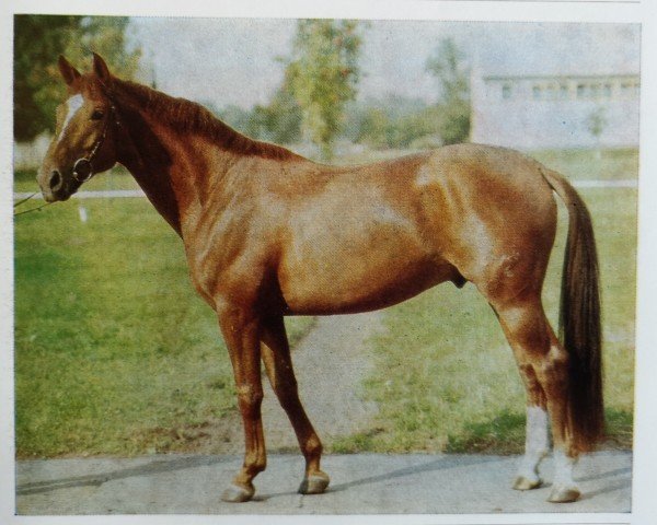 stallion Orkan (Saxony-Anhaltiner, 1981, from Orator)