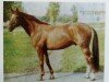 stallion Orkan (Saxony-Anhaltiner, 1981, from Orator)