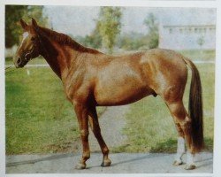 stallion Orkan 2743 (Saxony-Anhaltiner, 1981, from Orator 1342)