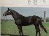 stallion Melder 3465 (Mecklenburg, 1984, from Modus xx)