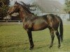 stallion Ibar xx (Thoroughbred, 1982, from Carolus xx)