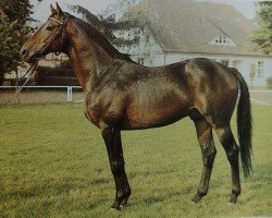 stallion Ibar xx (Thoroughbred, 1982, from Carolus xx)