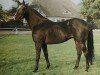 stallion Marlesko xx (Thoroughbred, 1984, from Dorfbub xx)