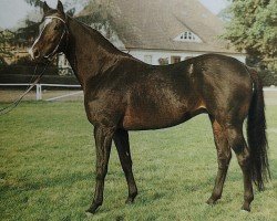 stallion Marlesko xx (Thoroughbred, 1984, from Dorfbub xx)