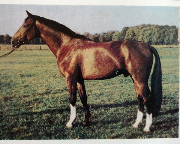 stallion Nero (Noble Warmblood, 1982, from Nerv)