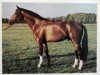 stallion Nero (Noble Warmblood, 1982, from Nerv)
