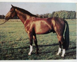 stallion Nero 1442 (Noble Warmblood, 1982, from Nerv 1370)