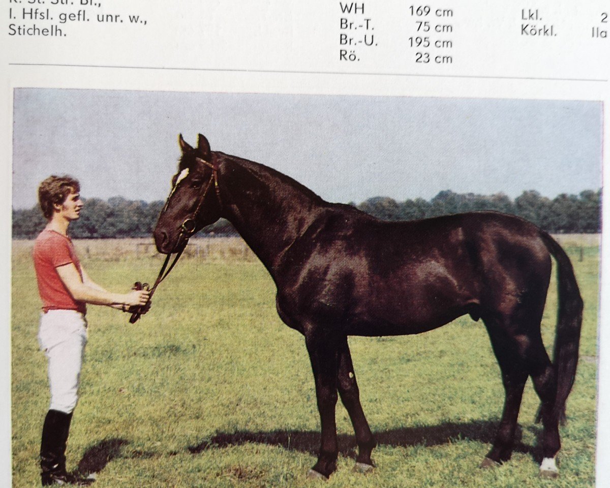 stallion Lukas 2757 (Saxony-Anhaltiner, 1982, from Leuchtfeuer 2602)