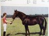 stallion Lukas (Saxony-Anhaltiner, 1982, from Leuchtfeuer)