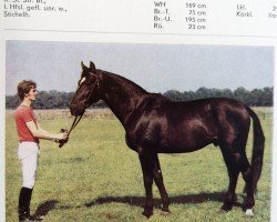 stallion Lukas 2757 (Saxony-Anhaltiner, 1982, from Leuchtfeuer 2602)