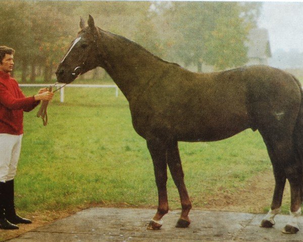 stallion Lear (Saxony-Anhaltiner, 1980, from Leuchtfeuer 2602)