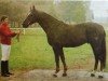 stallion Lear (Saxony-Anhaltiner, 1980, from Leuchtfeuer 2602)