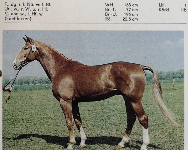 stallion Kai (Saxony-Anhaltiner, 1984, from Kolibri)
