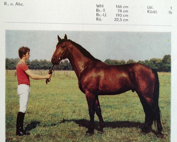 stallion Lotse (Mecklenburg, 1982, from Lenz 2640 Neu.)