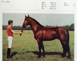 stallion Lotse (Mecklenburg, 1982, from Lenz 2640)