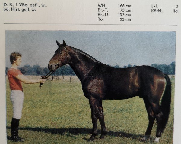 stallion Juon I (Mecklenburg, 1981, from Jura)