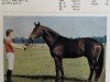 stallion Juon I (Mecklenburg, 1981, from Jura)