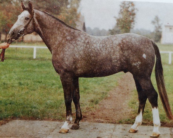 stallion Jirko (Saxony-Anhaltiner, 1981, from Jerome II)