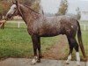 stallion Jirko (Saxony-Anhaltiner, 1981, from Jerome II)