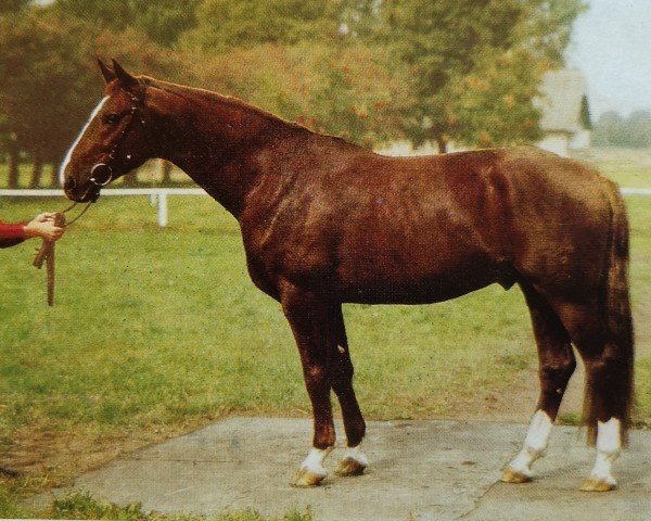 stallion Jever (Noble Warmblood, 1980, from Jerome II 3389)