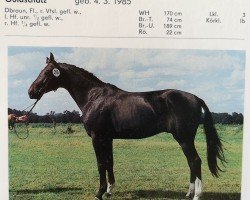 stallion Grundsatz (Mecklenburg, 1983, from Grund)