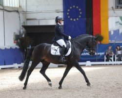 stallion Great Gatsby P (German Riding Pony, 2011, from Gold of Capri)