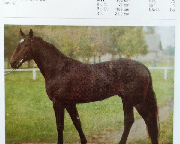 stallion Grandelstein (Hanoverian, 1981, from Garibaldi II)