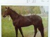 stallion Grandelstein (Hanoverian, 1981, from Garibaldi II)