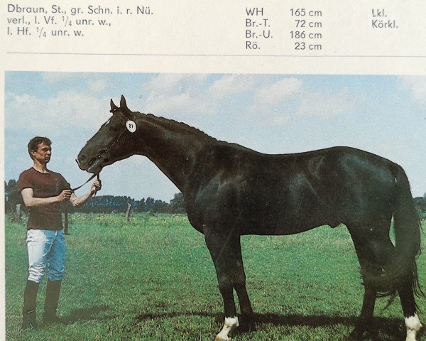 stallion Gordian (Brandenburg, 1985, from Gotland)