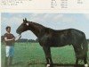 stallion Gordian (Brandenburg, 1985, from Gotland)