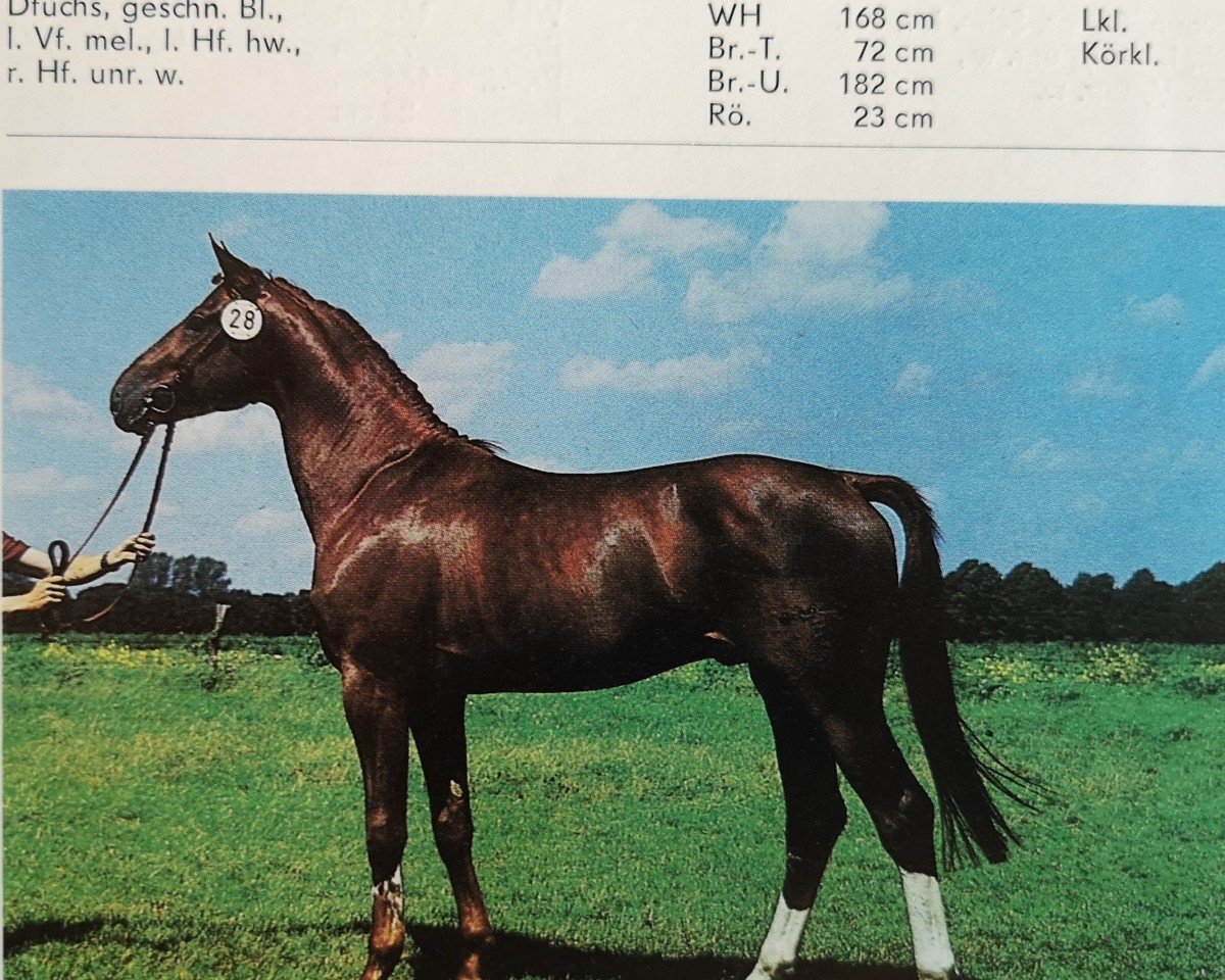 Deckhengst Janussek (Mecklenburger, 1985, von Janos 3435)