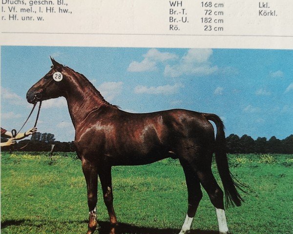 stallion Janussek (Mecklenburg, 1985, from Janos 3435)