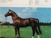 stallion Janussek (Mecklenburg, 1985, from Janos 3435)