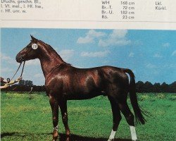 stallion Janussek (Mecklenburg, 1985, from Janos 3435)