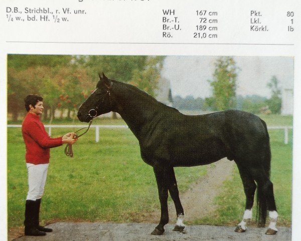 stallion Gotland (Hanoverian, 1981, from Goldstein)