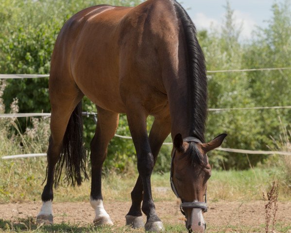 dressage horse Levincio 2 (Hanoverian, 2008, from Locksley II)