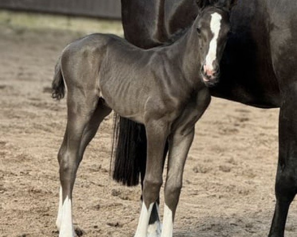 foal by Cafe's Colourful (Oldenburg, 2024, from Cafe Au Lait)