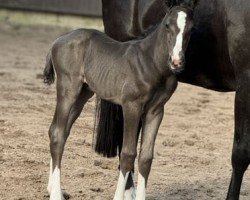 foal by Cafe's Colourful (Oldenburg, 2024, from Cafe au lait 2)