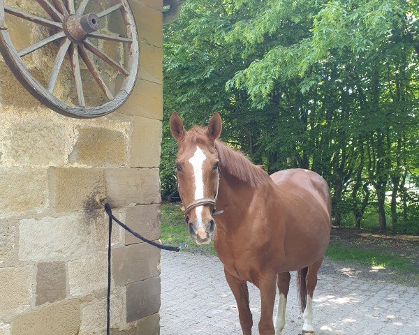 broodmare Aldato's Amore (Westphalian, 1995, from Aldato)