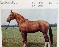 horse Gloeckner (Saxony-Anhaltiner, 1983, from Gutachter 2687)